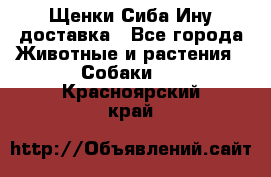 Щенки Сиба Ину доставка - Все города Животные и растения » Собаки   . Красноярский край